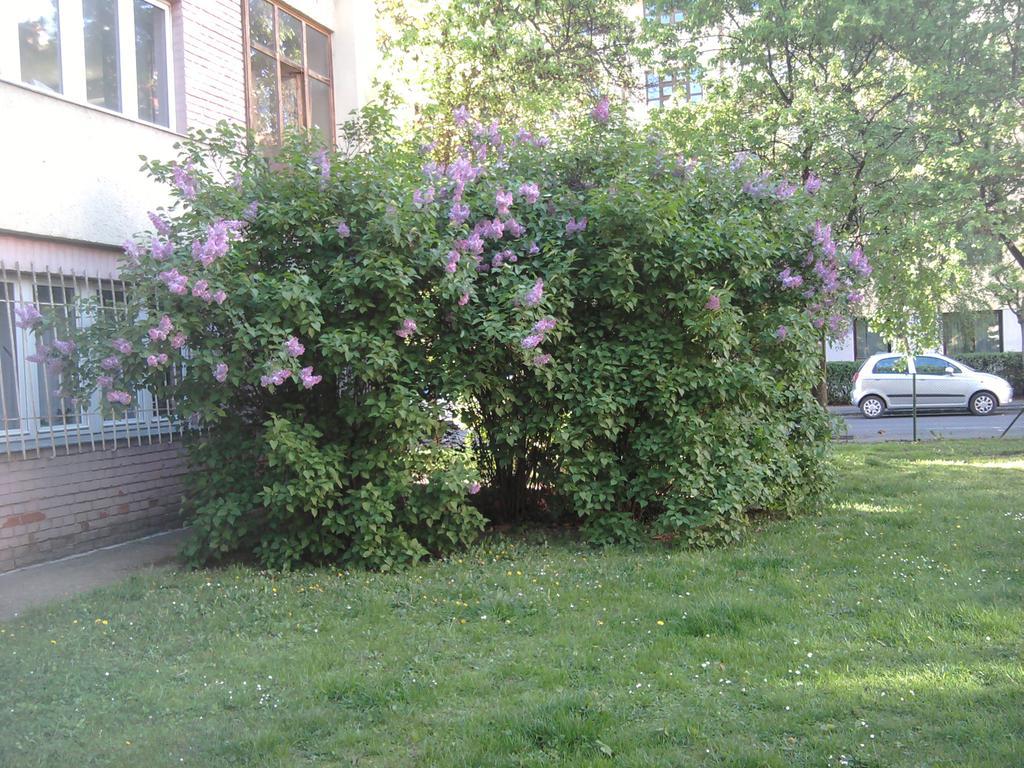 Belvarosi Studio Apartman Дьєр Екстер'єр фото